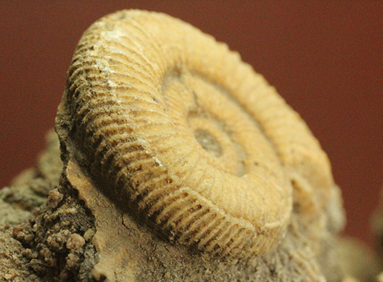 1.2キロオーバーの迫力標本。15個ほどの個体が集結した、保存状態抜群のダクチリオセラス群集化石(Dactylioceras sp.)（その14）