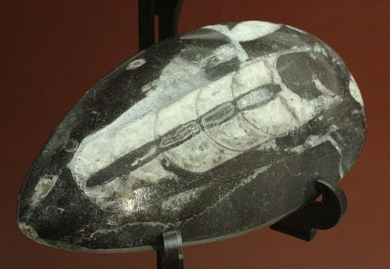 幅広い本体、しずく型母岩フォルムが好印象のオルソセラス化石(Orthoceras)/古生代デボン紀（4億1000万 -- 3億6700万年前）【ot745】