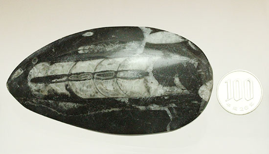 幅広い本体、しずく型母岩フォルムが好印象のオルソセラス化石(Orthoceras)（その10）