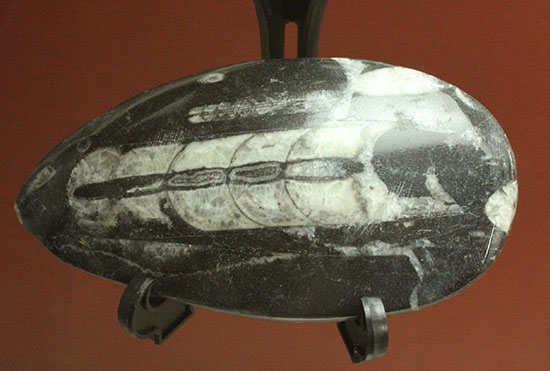 幅広い本体、しずく型母岩フォルムが好印象のオルソセラス化石(Orthoceras)（その2）