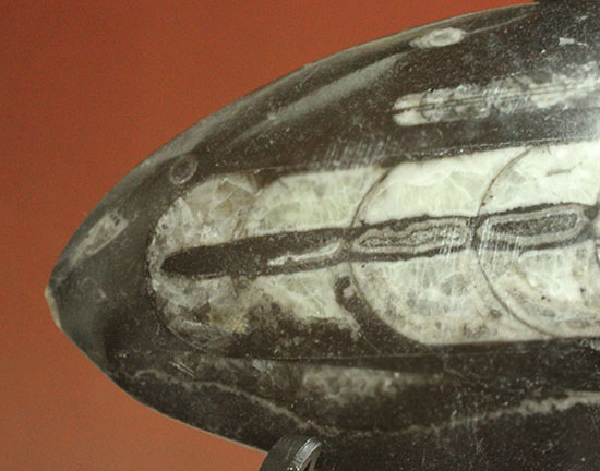 幅広い本体、しずく型母岩フォルムが好印象のオルソセラス化石(Orthoceras)（その3）