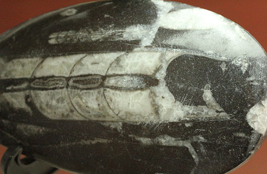 幅広い本体、しずく型母岩フォルムが好印象のオルソセラス化石(Orthoceras)（その4）