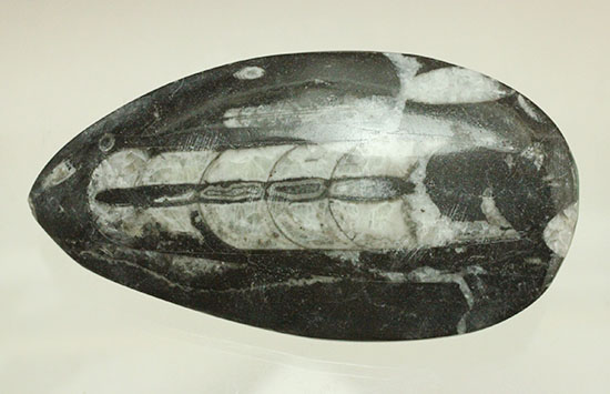 幅広い本体、しずく型母岩フォルムが好印象のオルソセラス化石(Orthoceras)（その6）