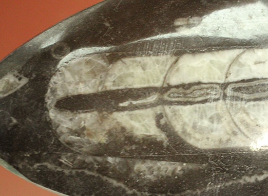 幅広い本体、しずく型母岩フォルムが好印象のオルソセラス化石(Orthoceras)（その7）