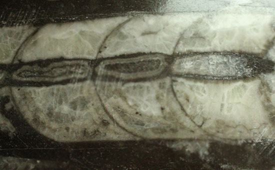 幅広い本体、しずく型母岩フォルムが好印象のオルソセラス化石(Orthoceras)（その8）