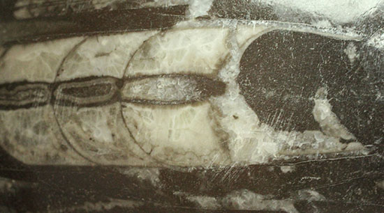 幅広い本体、しずく型母岩フォルムが好印象のオルソセラス化石(Orthoceras)（その9）