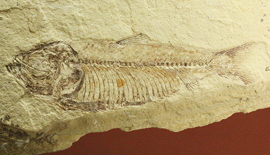 裏面もお楽しみあり。魚の形がはっきり分かる、アメリカワイオミング州魚化石、ゴシウテクティス(Gosiutichthys)/新生代第三紀（6500万 -- 260万年前）【ot747】