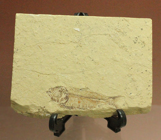 裏面もお楽しみあり。魚の形がはっきり分かる、アメリカワイオミング州魚化石、ゴシウテクティス(Gosiutichthys)/新生代第三紀（6500万 -- 260万年前）【ot747】