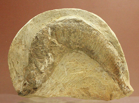 母岩コンパクトで魚本体はビッグ！うねりの感じられる魚化石ポジ標本/中生代白亜紀（1億3500万 -- 6500万年前）【ot750】