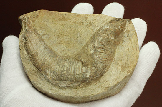 母岩コンパクトで魚本体はビッグ！うねりの感じられる魚化石ポジ標本/中生代白亜紀（1億3500万 -- 6500万年前）【ot750】
