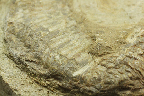 母岩コンパクトで魚本体はビッグ！うねりの感じられる魚化石ポジ標本（その5）