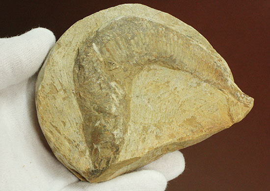 母岩コンパクトで魚本体はビッグ！うねりの感じられる魚化石ポジ標本（その7）