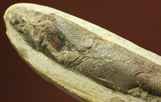 立体的！ウロコが保存された、ブラジル産の古代魚ラコレピス化石(Rhaphiolepis)/中生代白亜紀（1億3500万 -- 6500万年前）【ot749】