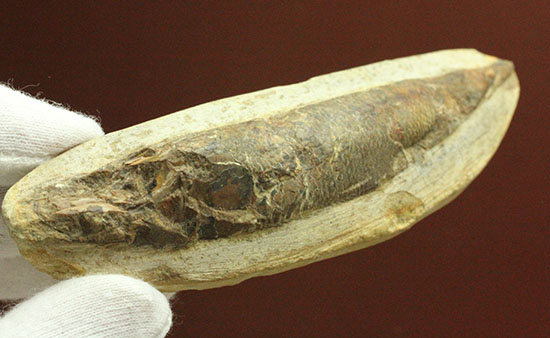 立体的！ウロコが保存された、ブラジル産の古代魚ラコレピス化石(Rhaphiolepis)（その2）