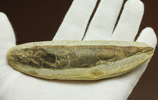 立体的！ウロコが保存された、ブラジル産の古代魚ラコレピス化石(Rhaphiolepis)/中生代白亜紀（1億3500万 -- 6500万年前）【ot749】