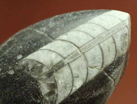 インテリア化石にも！デボン紀の頭足類オルソセラス(Orthoceras)/古生代デボン紀（4億1000万 -- 3億6700万年前）【ot752】