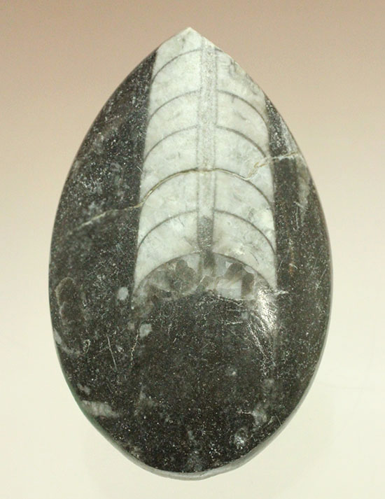 インテリア化石にも！デボン紀の頭足類オルソセラス(Orthoceras)（その10）