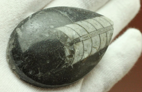 インテリア化石にも！デボン紀の頭足類オルソセラス(Orthoceras)（その4）