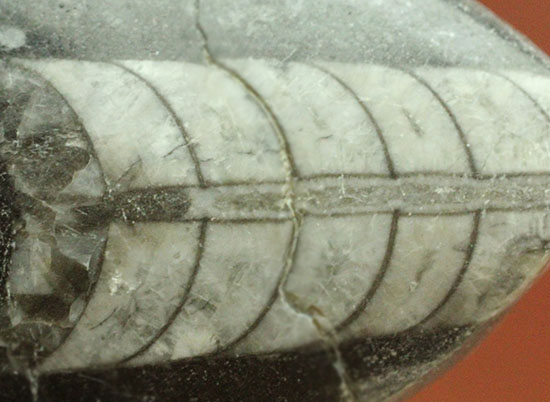 インテリア化石にも！デボン紀の頭足類オルソセラス(Orthoceras)（その6）