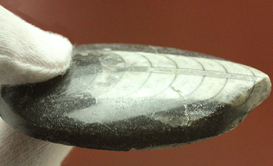 インテリア化石にも！デボン紀の頭足類オルソセラス(Orthoceras)（その7）