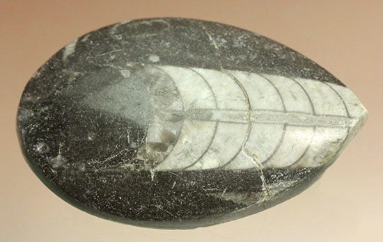 インテリア化石にも！デボン紀の頭足類オルソセラス(Orthoceras)（その9）