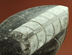 インテリア化石にも！デボン紀の頭足類オルソセラス(Orthoceras)