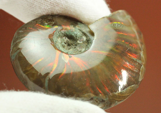 小ぶりながらレッドな光線が全面に広がる、光るアンモナイト(Ammonite)（その2）