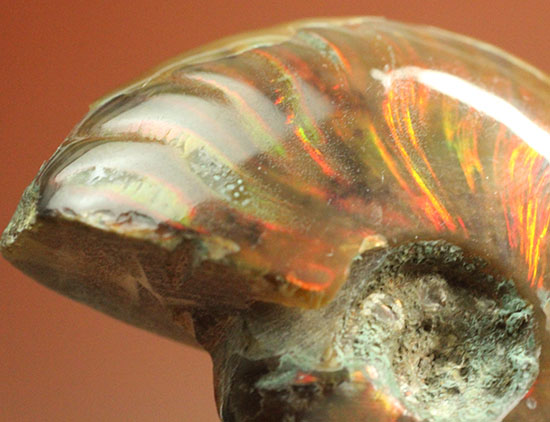 小ぶりながらレッドな光線が全面に広がる、光るアンモナイト(Ammonite)/中生代白亜紀（1億3500万 -- 6500万年前）【an996】
