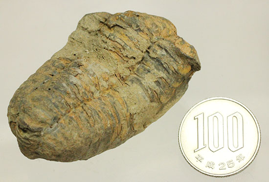 ぐっとうねりのあるカーブが魅力です。三葉虫カリメネ種(その13)