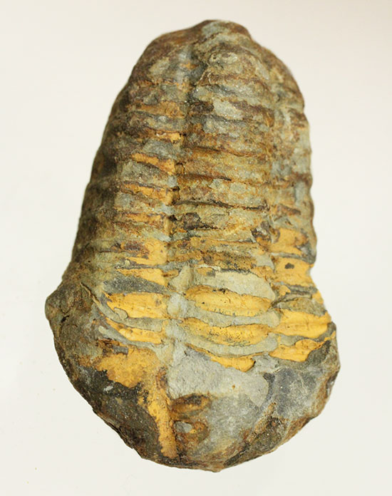 均整のとれた、オルドビス紀のカリメネ三葉虫/古生代オルドビス紀（5億500万 -- 4億4600万年前）【tr479】