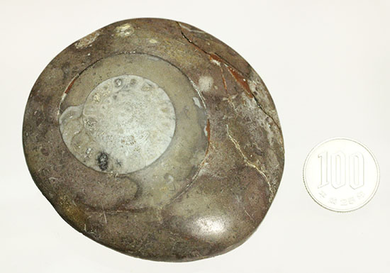 古代の絶滅生物、モロッコ産のアンモナイトことゴニアタイト(Goniatite)（その10）