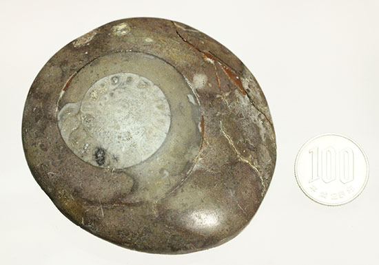 古代の絶滅生物、モロッコ産のアンモナイトことゴニアタイト(Goniatite)(その10)