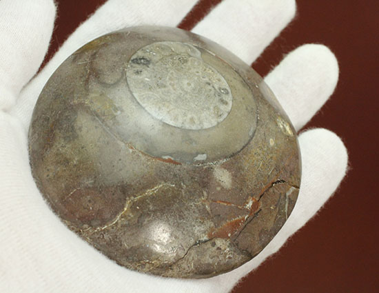 古代の絶滅生物、モロッコ産のアンモナイトことゴニアタイト(Goniatite)(その2)