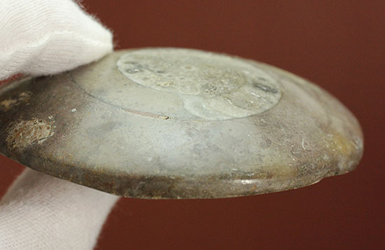 古代の絶滅生物、モロッコ産のアンモナイトことゴニアタイト(Goniatite)(その3)