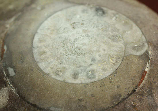 古代の絶滅生物、モロッコ産のアンモナイトことゴニアタイト(Goniatite)(その5)