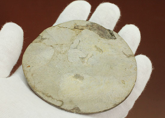 古代の絶滅生物、モロッコ産のアンモナイトことゴニアタイト(Goniatite)(その7)