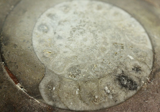 古代の絶滅生物、モロッコ産のアンモナイトことゴニアタイト(Goniatite)(その8)