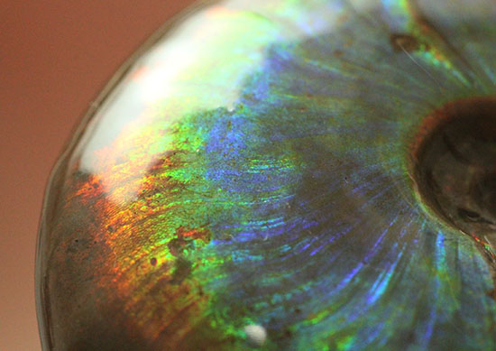 明瞭な光の帯が連続して輝く、フルスペクトル、ジェム級の光るアンモナイト化石(Cleoniceras sp.)(その11)