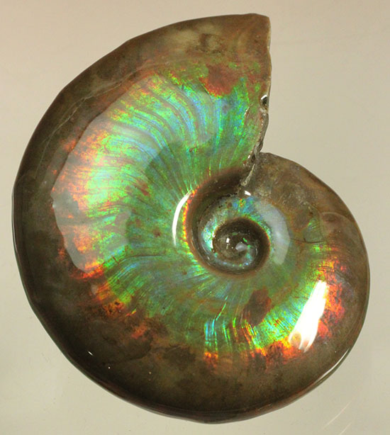 明瞭な光の帯が連続して輝く、フルスペクトル、ジェム級の光るアンモナイト化石(Cleoniceras sp.)(その18)