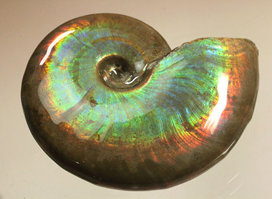 明瞭な光の帯が連続して輝く、フルスペクトル、ジェム級の光るアンモナイト化石(Cleoniceras sp.)(その3)