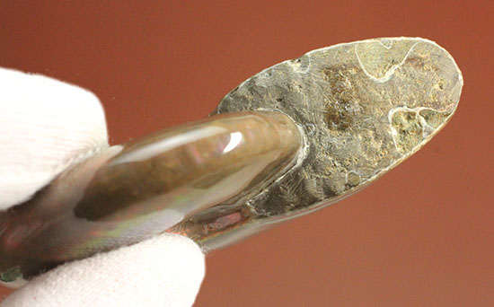 明瞭な光の帯が連続して輝く、フルスペクトル、ジェム級の光るアンモナイト化石(Cleoniceras sp.)(その8)
