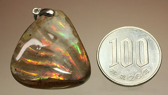三角形フォルムが気に入った方に!ワイドに輝く光るアンモナイトのペンダントトップ(Ammonite)(その16)