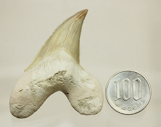 手が切れそうなほど鋭利な先端です！巨大サメ、オトダスの歯化石(Otodus)/新生代（6500万年前 -- 現在）【ot754】