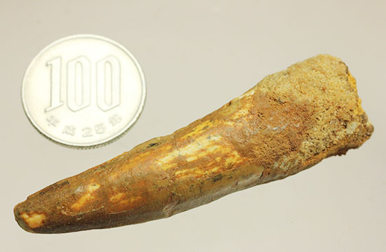 チャンスプライス!形のよい伸びやかタイプのスピノサウルス(Spinosaurus)の歯化石(その10)