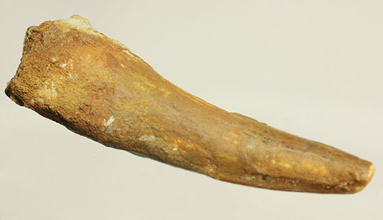 チャンスプライス!形のよい伸びやかタイプのスピノサウルス(Spinosaurus)の歯化石(その3)