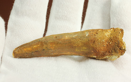 チャンスプライス!形のよい伸びやかタイプのスピノサウルス(Spinosaurus)の歯化石(その4)