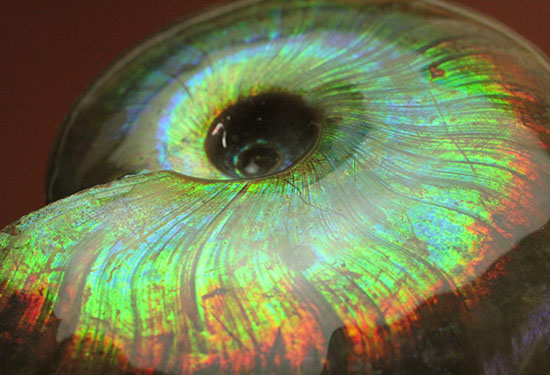 これを光線といわずして何を言う！眩い虹色の光るアンモナイト(Cleoniceras sp.)/中生代白亜紀（1億3500万 -- 6500万年前）【an1002】