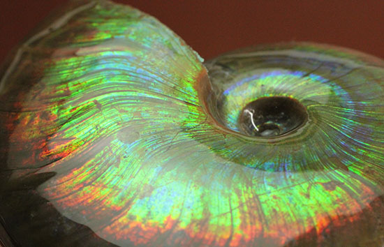 これを光線といわずして何を言う！眩い虹色の光るアンモナイト(Cleoniceras sp.)（その13）