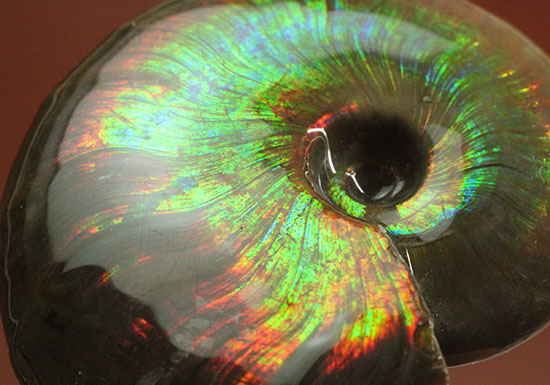 これを光線といわずして何を言う！眩い虹色の光るアンモナイト(Cleoniceras sp.)（その14）