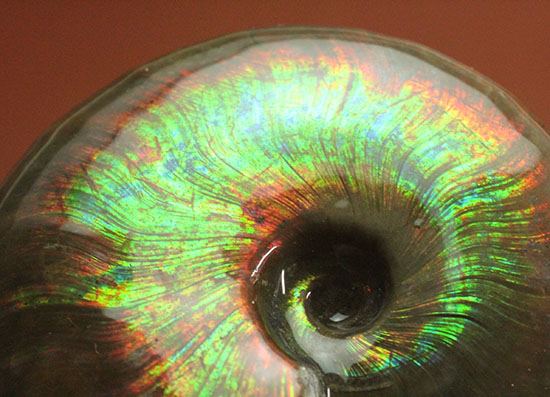 これを光線といわずして何を言う！眩い虹色の光るアンモナイト(Cleoniceras sp.)（その15）